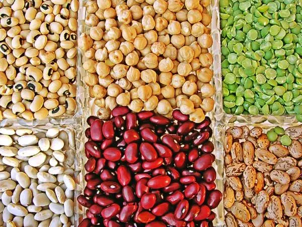 Why Dont Legumes Need Nitrogen Containing Fertilizers