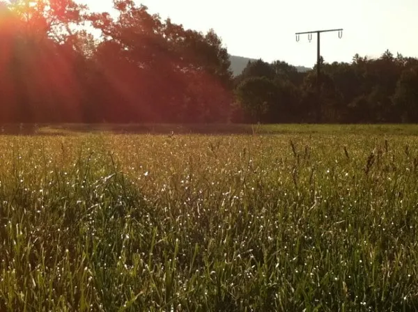 What causes morning dew on grass