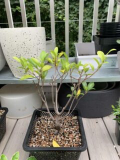 Why Is My Bonsai Turning Yellow 1