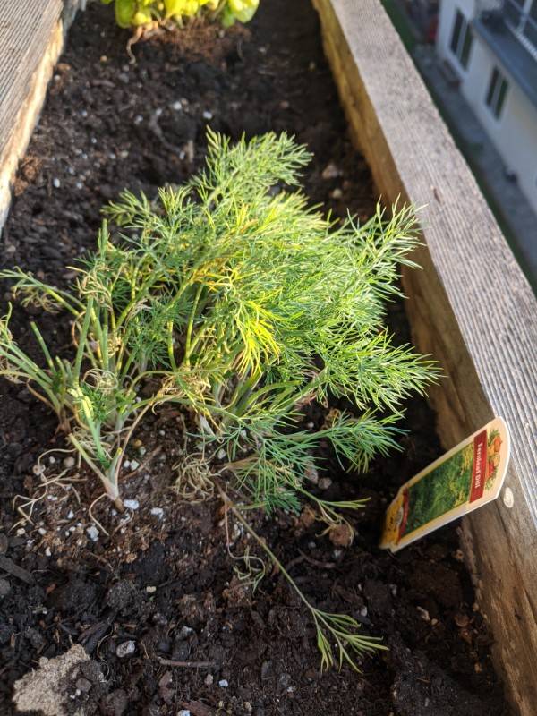 Why Is My Dill Turning Yellow 1