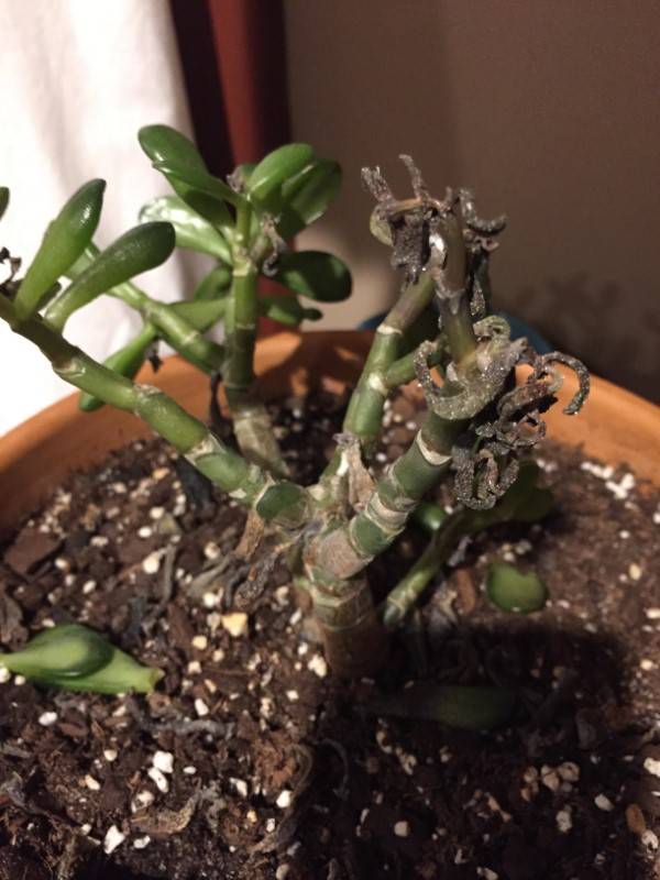Why Is My Jade Plant Dying 1