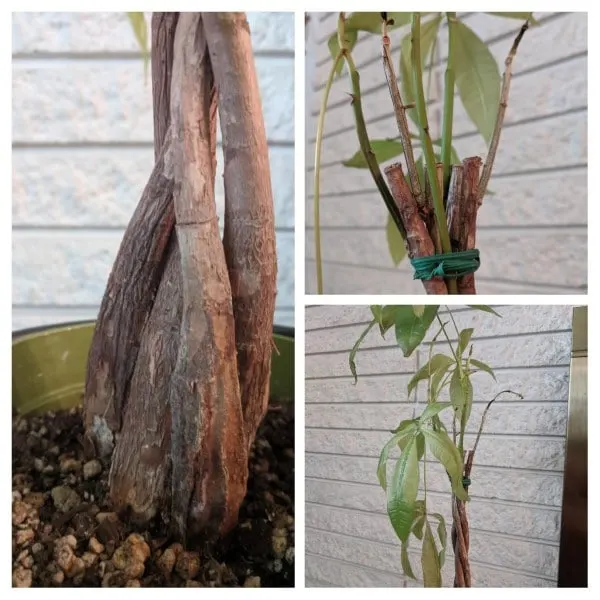 Why Is My Money Tree Trunk Soft 1