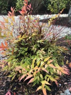 Why Is My Nandina Losing Its Leaves