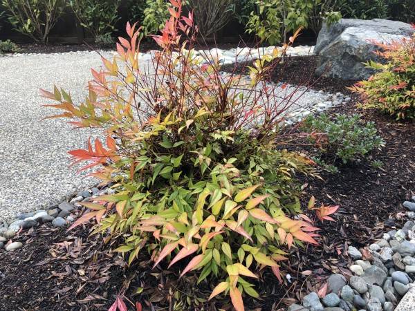 Why Is My Nandina Losing Its Leaves