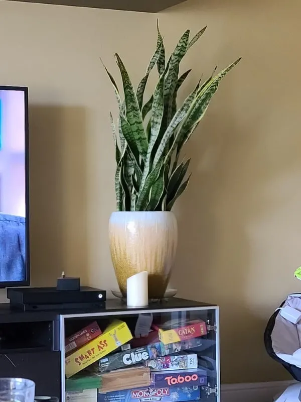 Why Is My Snake Plant Falling Over 2