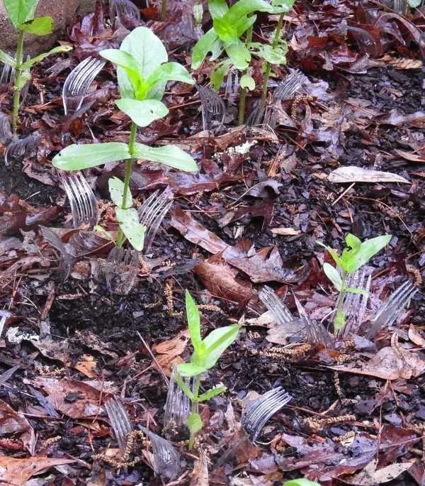 Why Put Plastic Forks In Garden 2