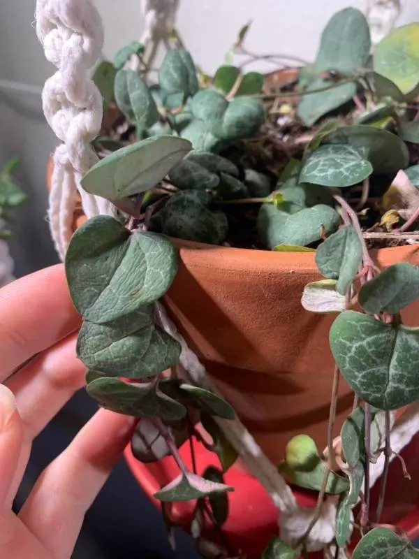 Why are the leaves in my string of hearts curling