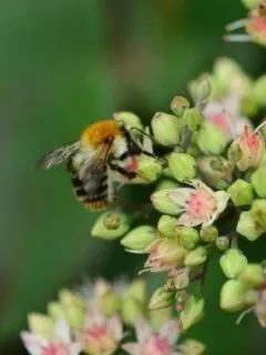 Bee on a Stonecrop plant. Japanaese Indoor Plants
