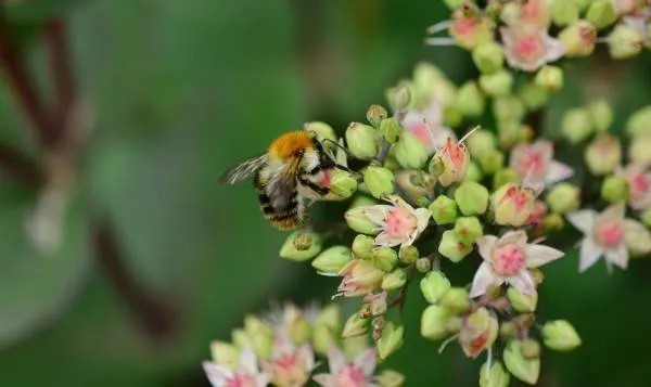 Bee on a Stonecrop plant. Japanaese Indoor Plants