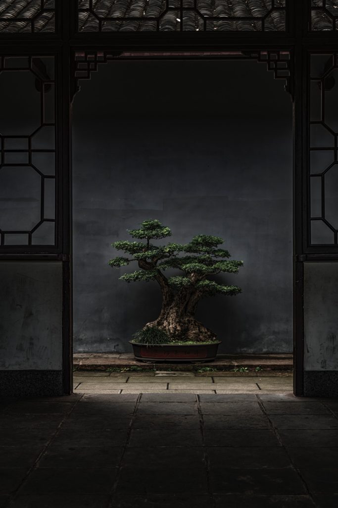 Bonsai tree sitting in dark environment. - 
Japanese Indoor Plants.
