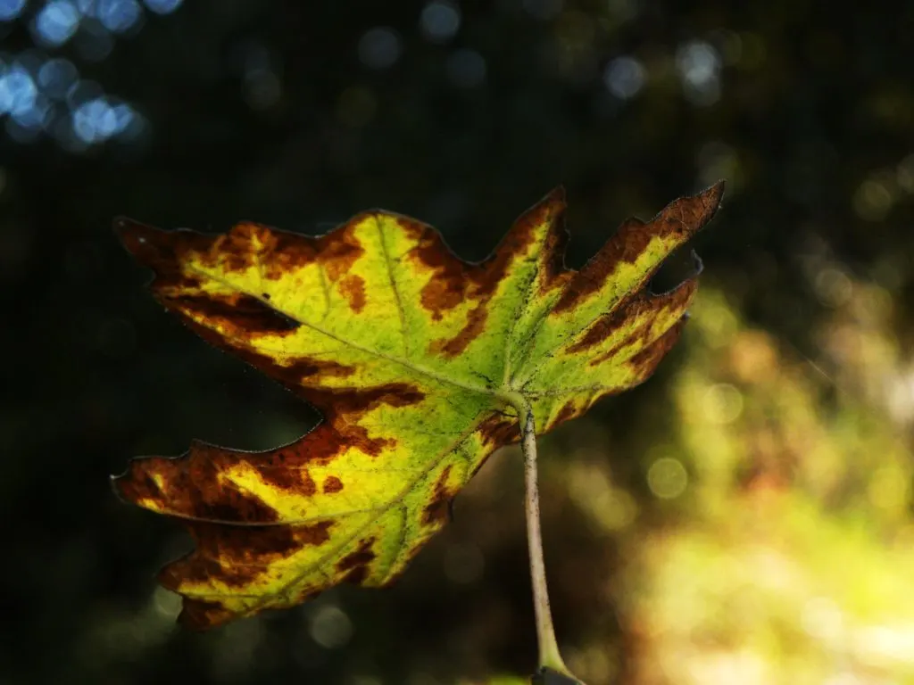 Brown edges on a leaf. — What is 18 18 18 Fertilizer Used for?