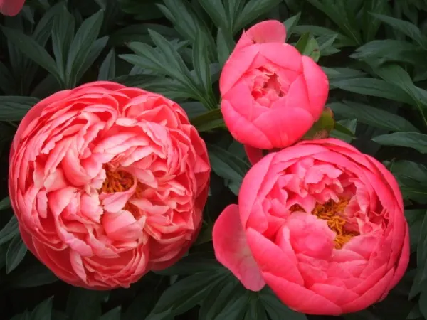 Coral Charm Coral Charm Vs Coral Sunset Peony 2