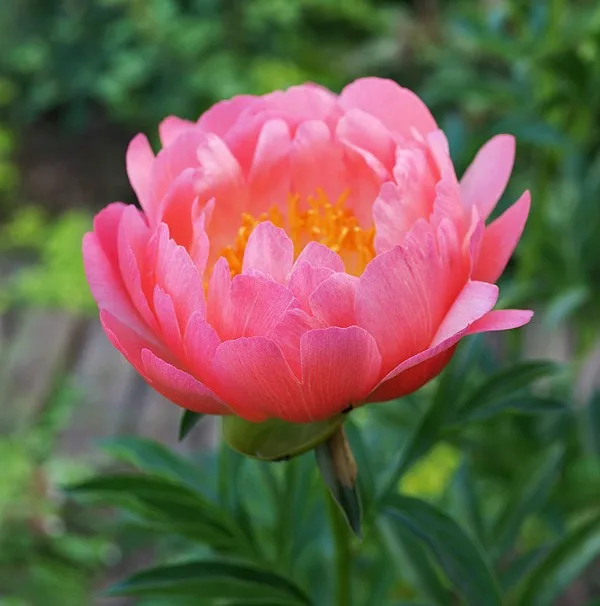 Coral Sunset Coral Charm Vs Coral Sunset Peony