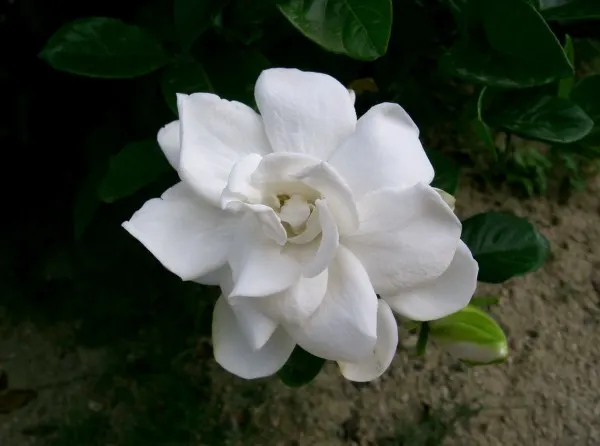 Gardenia Gardenia Vs Jasmine