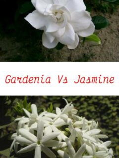 Gardenia Vs Jasmine