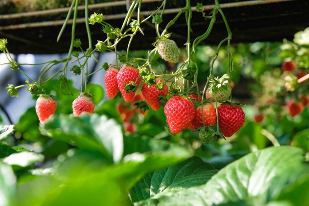 Growing Strawberries in Old Rain Gutters 2