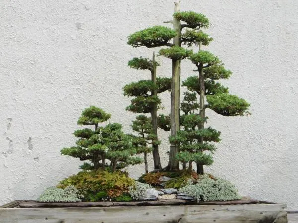 How To Grow Bonsai Forest