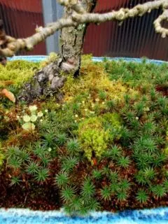How To Grow Moss On Bonsai 2