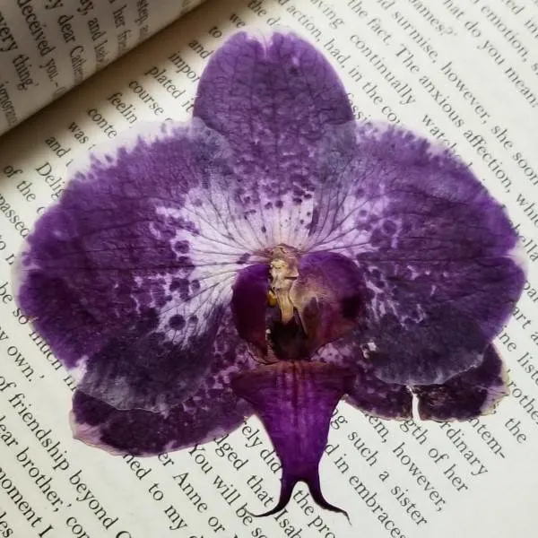 How To Press Orchids 2
