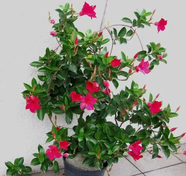 How To Propagate Mandevilla Plant 2