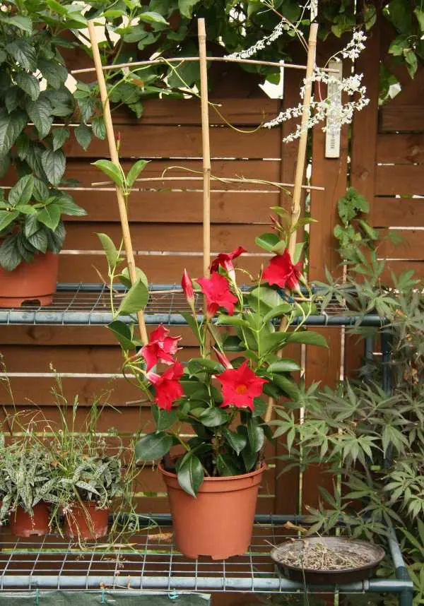 How To Propagate Mandevilla Plant