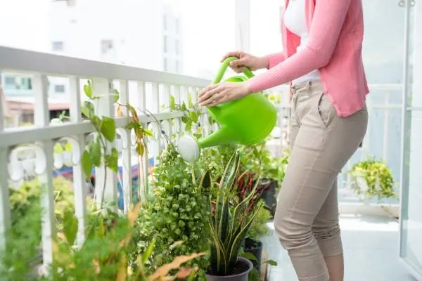 Charming Young Asian Woman Watering Plant In Container On Balcon