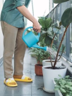 How To Water Plants On A Balcony 2