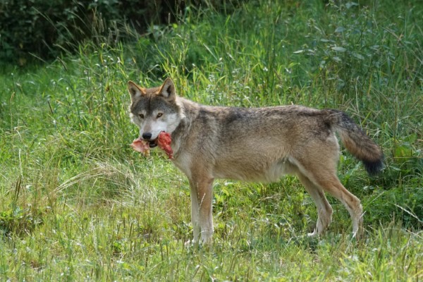 How to Get Rid of Coyote Den