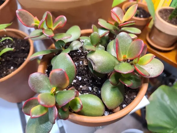 How to Stress Succulents 2