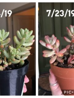 How to Stress Succulents