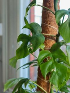 Mini Monstera Rhaphidophora tetrasperma Houseplant on a Moss Pole. How to stake a monstera