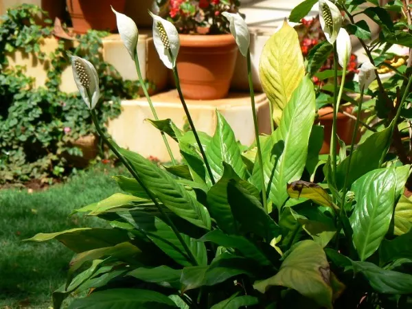 Peace Lily Easy Houseplants for Beginners