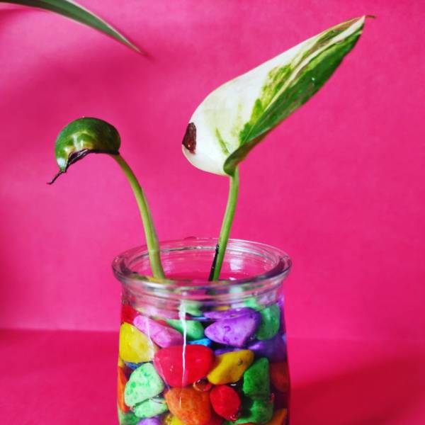 Pothos in water and pebbles. Can You Propagate Pothos Without Leaves