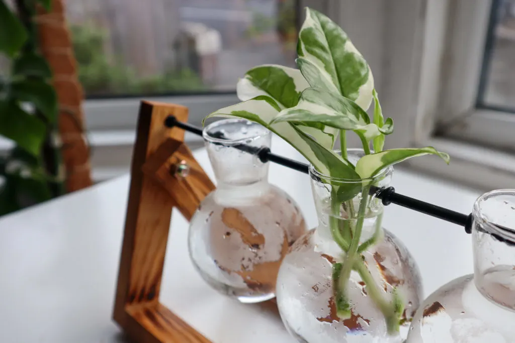 Water propagation of Pothos. - Can You Propagate Pothos Without Leaves?