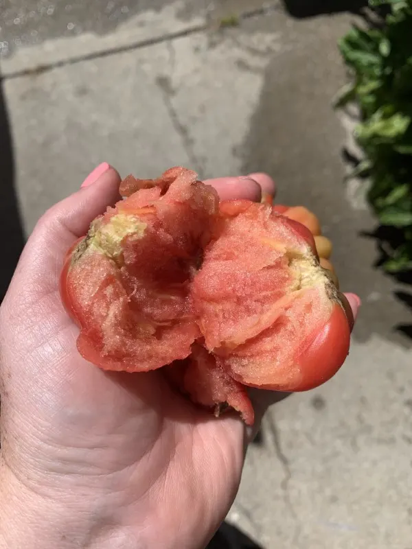What Causes Mealy Tomatoes