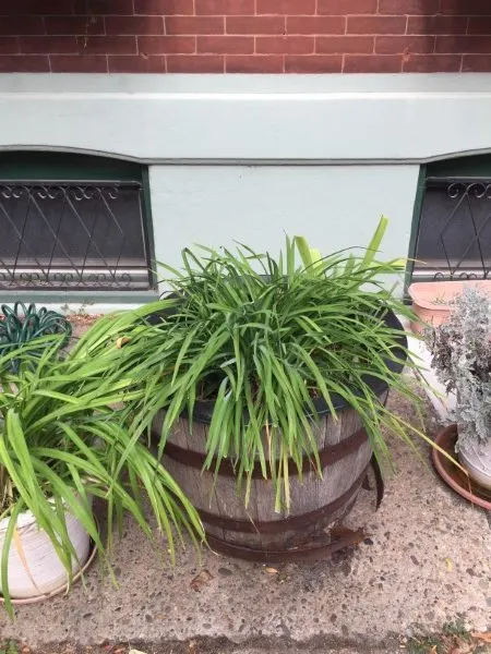 Why Are My Daylilies Not Blooming