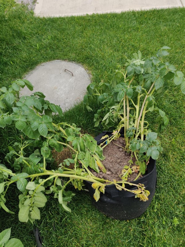 Why Are My Potato Plants Falling Over 2