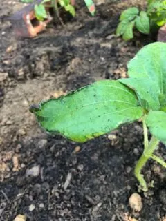Why Are My Sunflower Leaves Turning Black