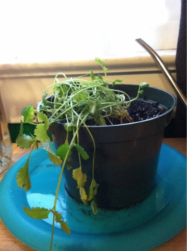 Why Is My Cilantro Dying 1