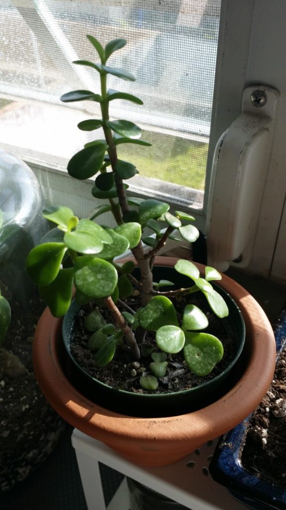 Why Is My Elephant Bush Dropping Leaves 1