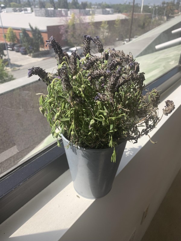 Why Is My Lavender Plant Drooping? 4 Common Reasons!