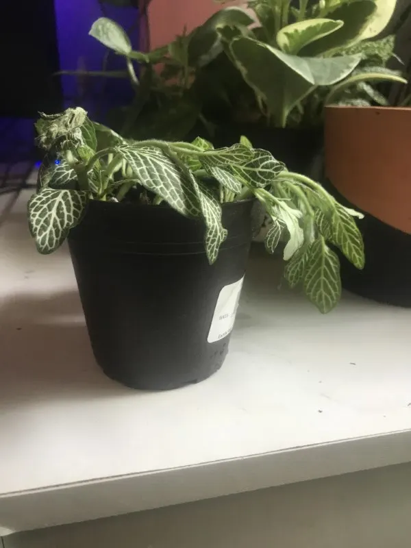 Why Is My Nerve Plant Drooping 1