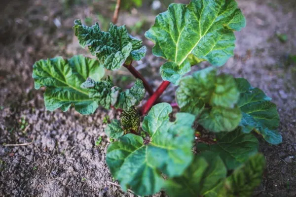 Why Is My Rhubarb So Small 1