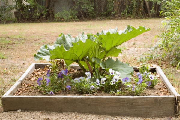 Why Is My Rhubarb So Small 2