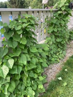 Why Wont My Morning Glories Bloom 1