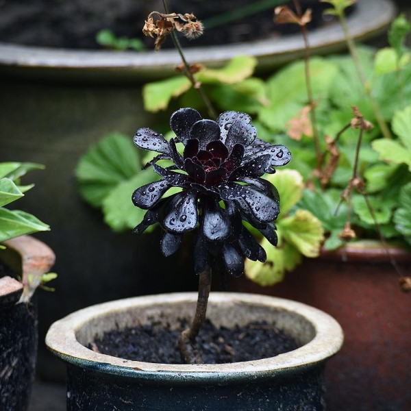 Aeonium Arboreum ‘Zwartkop Black Plants Indoor