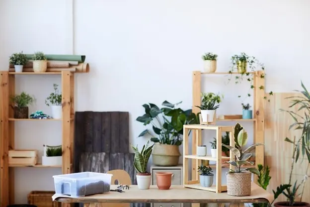 Best Houseplants For Your Living Room Decor