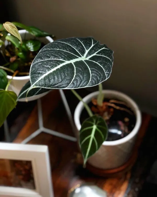 Black Velvet Black Plants Indoor