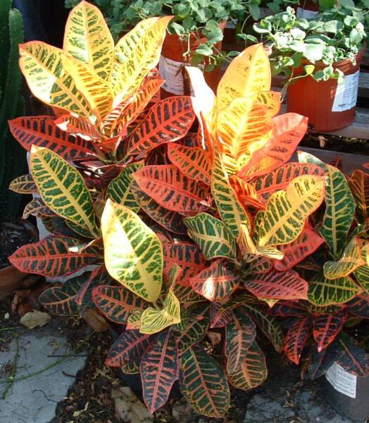 Croton Petra Best Houseplants For Your Living Room Decor
