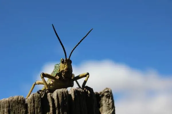 Jerusalem Crickets
